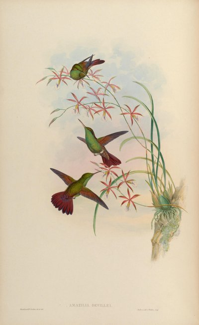 Amazilia devillei door John Gould